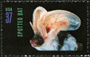 Spotted Bat (Euderma maculatum)