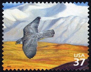 Gyrfalcon (Falco rusticolus)
