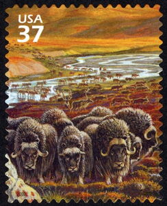 Muskox (Ovibos moschatus), Caribou (Rangifer tarandus caribo