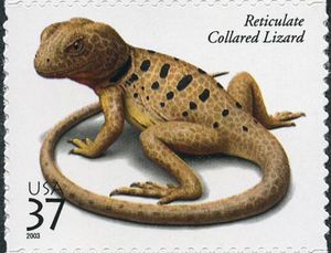 Reticulate Collared Lizard (Crotaphytus reticulatus)