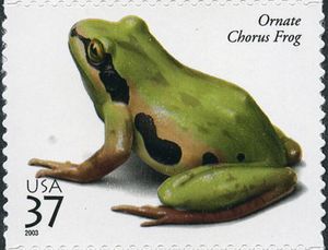 Ornate Chorus Frog (Pseudacris ornata)
