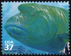 Humphead Wrasse (Cheilinus undulatus)