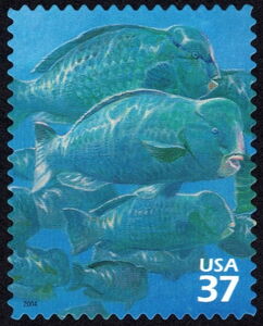 Bumphead Parrotfish (Bolbometopon muricatum)