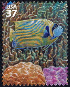 Emperor Angelfish (Pomacanthus imperator), Blue Coral, Mound