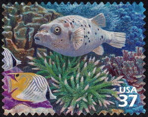 Black-spotted Puffer (Arothron nigropunctatus), Threadfin Bu