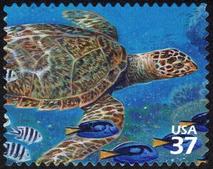 Hawksbill Turtle (Eretmochelys imbricata), Palette Surgeonfi