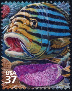 Oriental Sweetlips (Plectorhinchus vittatus), Bluestreak Cle
