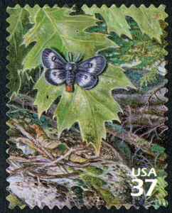 Eastern Buckmoth (Hemileuca maia)