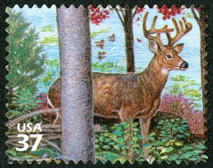 White-tailed Deer (Odocoileus virginianus)
