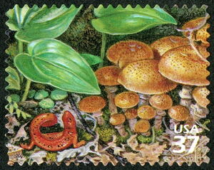 Eastern Newt (Notophthalmus viridescens), Honey Mushroom