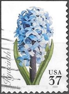 Hyacinth