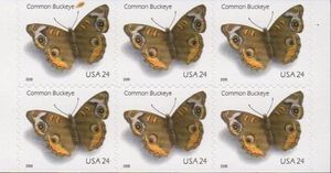 Common Buckeye (Junonia coenia)