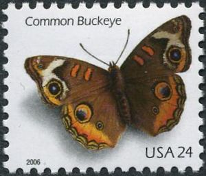 Common Buckeye (Junonia coenia)