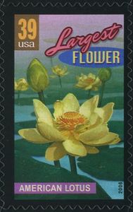 American lotus, largest flower