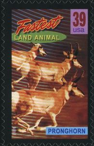 Pronghorn (Antilocapra americana), fastest Land Mammal