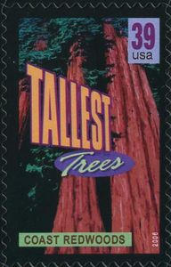Coast redwoods, tallest trees