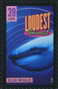 Blue Whale (Balaenoptera musculus), loudest animal