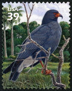 Snail Kite (Rostrhamus sociabilis)