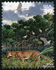 Puma (Felis concolor)