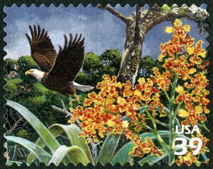 Bald Eagle (Haliaeetus leucocephalus), orchids