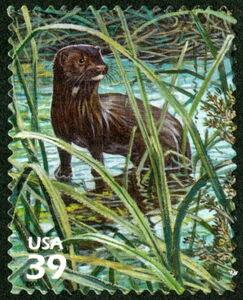 American Mink (Mustela vison)