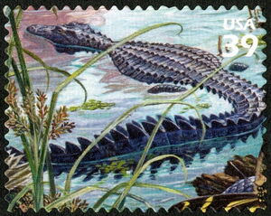 American Alligator (Alligator mississippiensis)
