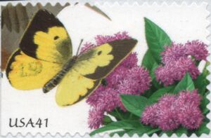 Southern Dogface (Zerene cesonia), Vervain (Verbena sp.)
