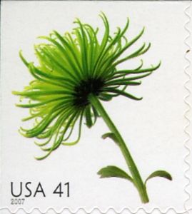 Chrysanthemum