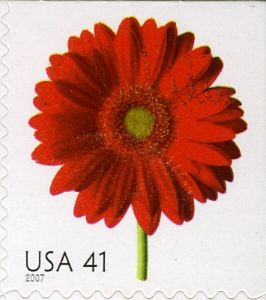 Red Gerbera Daisy