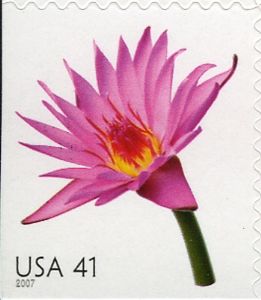Water Lily