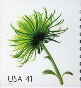 Chrysanthemum