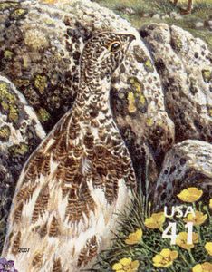 White-tailed Ptarmigan (Lagopus leucura)