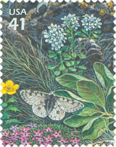 Rocky Mountain Parnassian (Parnassius smintheus), Alpine Pen