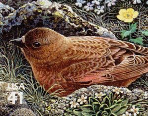 Brown-capped Rosy-finch (Leucosticte australis)
