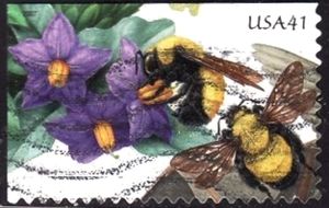 Bumblebee (Bombus sp.), Nightshade (Solanaceae)