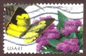 Southern Dogface (Zerene cesonia), Vervain (Verbena sp.)