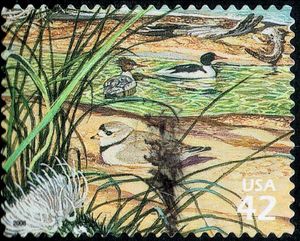 Common Merganser, Piping Plover, Pitcher's Thistle