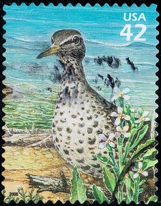 Spotted Sandpiper (Actitis macularia)