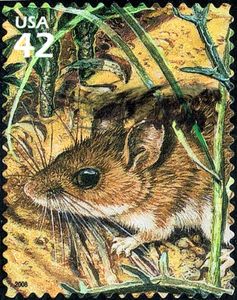 White-footed Deermouse (Peromyscus leucopus)
