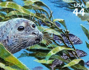 Harbour Seal (Phoca vitulina)