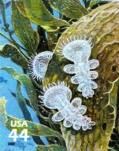 Lion's Mane Nudibranch (Melibe leonina)