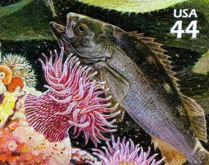 Yellowtail Rockfish (Sebastes flavidus), White-spotted Rose
