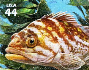 Copper Rockfish (Sebastes caurinus)