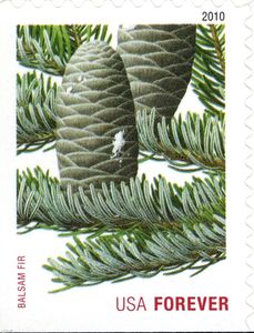 Balsam Fir