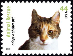 Calico Cat (Felis silvestris catus)