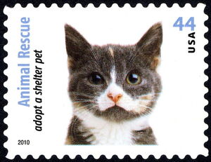 Gray Kitten (Felis silvestris catus)