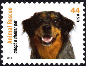 Australian Shepherd (Canis lupus familiaris)