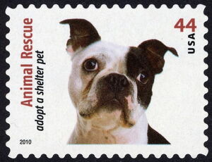 Boston Terrier (Canis lupus familiaris)