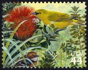 Hawai'i Amakihi (Chlorodrepanis virens), Hawai'i Elepaio