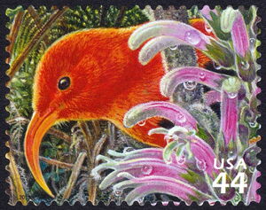 I'iwi (Drepanis coccinea), Haha (Cyanea pilosa longipeduncu
